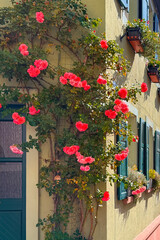 Obraz premium Colorful pink blooms adorn a yellow building, adding beauty to the charming architecture of a European village street in sunny weather