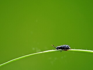 Cassida Tortoise Beetle Larvae Walking on Grass Leaves