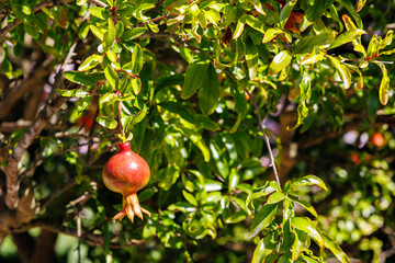 Bright red pomegranate hanging from lush green leaves in a sunny garden setting