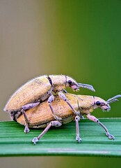 Two Hairy Curculionidae Beetles on a Leaf in a Natural Background