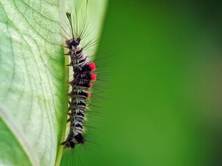 Close-up Portrait of Orgyia plana Caterpillar on Green Background