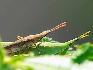 A Pair of Tetrigidae Grasshoppers Mating on a Green Leaf