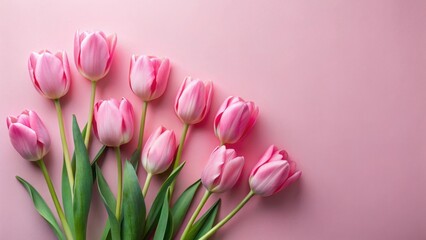 Fototapeta premium A Delicate Arrangement of Light Pink Tulips on a Soft Pink Background