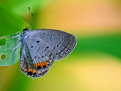 Prosotas nora Striped Blue Butterfly on Green Background