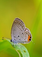 Species Portrait: Gray Hairstreak Butterfly (Strymon melinus) Showing Wing Details