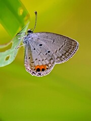 Small Prosotas Butterfly on a Holey Leaf