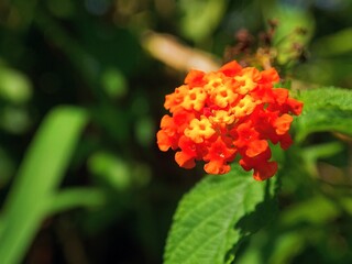 Colorful and Vibrant Lantana (Lantana Camara) Flower Pattern Background