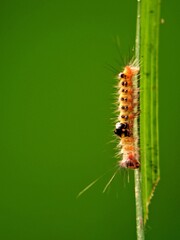 Close-up Portrait of a Hairy Caterpillar (Euproctis chrysorrhoea) Showing Detailed Hairs and Color on the Green Stem