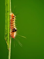 Life Cycle: Larval Stage of the Poisonous Caterpillar (Euproctis chrysorrhoea) on a Green Leaf with a Bright Background