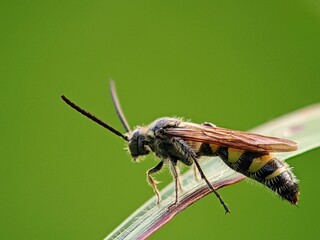 Insect Life: Hair-legged Wasp (Dasymutilla occidentalis) with Transparent Wings