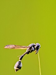 The Beauty of Wasps (Eumeninae) Details, Focus on Body Shape and Structure