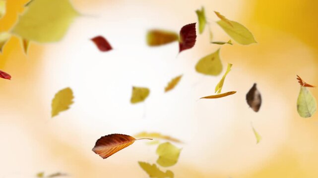 Falling Autumn Leaves Background Seamless Loop