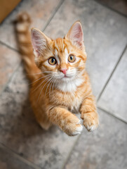 Fototapeta premium A playful orange kitten stands on its hind legs, paws raised, with bright eyes and a curious expression, set against a tiled floor background.