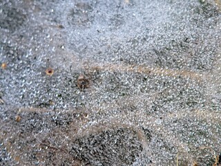 Geometric Abstract: Water Droplets on Spider Webs (Arachnida)