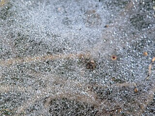 Nature's Curtain: Dewy Spider Webs in Tropical Forests (Araneae)