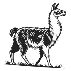Fototapeta premium Stylized black and white llama standing on grass