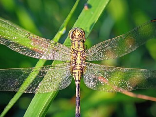 Macro of a Dragonfly (Zygoptera) Basking on a Leaf: Dicots and Body Patterns for Science Design and Illustration