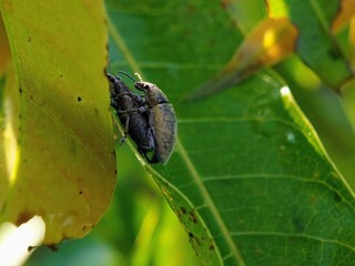 Macro View of Two Beetles (Coleoptera) in Pair: Design and Botanical Background with Unique Details