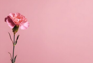 Pink Carnation on Soft Pink Background with Green Stem, Minimal Floral Composition for Romantic Design
