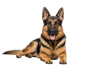 Muscular German Shepherd dog with brown, black sable coat, intelligent eyes, pink tongue, lying on reflective white studio surface with copy space. Concept of loyal companionship