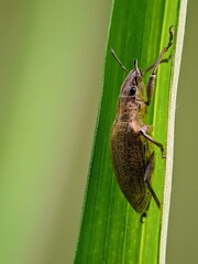 Weevil (Curculionidae) Perched on a Plant Leaf - Detailed Macro Photography of an Insect in Nature