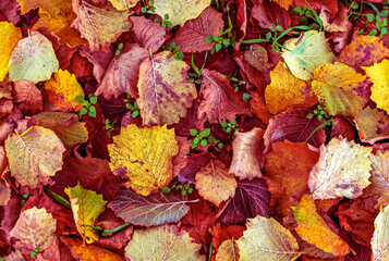 Colorful fallen hazel leaves in autumn, natural seasonal background with yellow, orange, and red foliage, symbolizing fall season, change, and nature textures for creative designs.