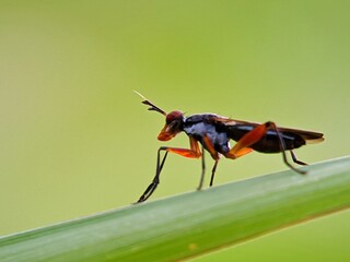 Stilt-legged Fly (Micropezidae) - Detailed Macro Shot of a Long-legged Insect with a Soft-Focus Background