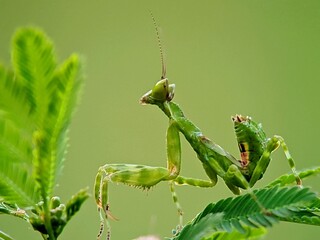Vibrant Green Praying Mantis (Hierodulagrandis) Against a Soft Focus Background