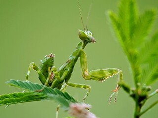 Nature's Hunter: A Praying Mantis (Hierodulagrandis) on a Leaf in a Macro Shot