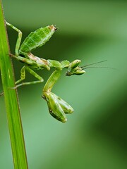 A Praying Mantis (Hierodulagrandis) Climbing a Blade of Grass