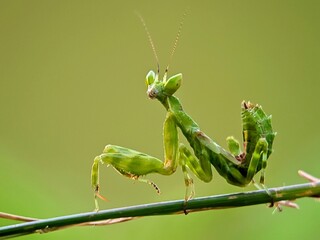 A Fierce Green Praying Mantis (Hierodulagrandis) Posing on a Thin Twig