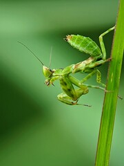 Captivating Close-Up of a Green Praying Mantis (Hierodulagrandis) on a Plant Stem