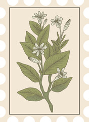 Detailed botanical illustration of orange blossom plant with white flowers and green leaves in retro stamp style.