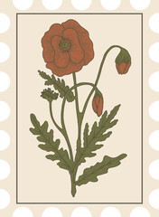 Hand drawn red poppy flower illustration in vintage botanical style with large leaves and sketch texture.