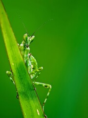 Vibrant Praying Mantis (Hierodulagrandis) Posing on a Diagonal Leaf