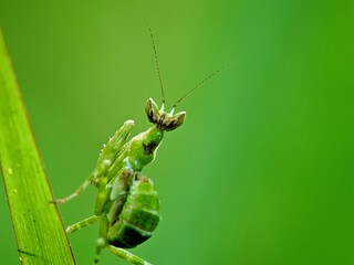Macro Photo of a Praying Mantis (Hierodulagrandis) with a Smooth Green Background