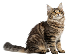 Obraz premium American wirehair cats are known for their unique appearance and playful nature, making them delightful companions