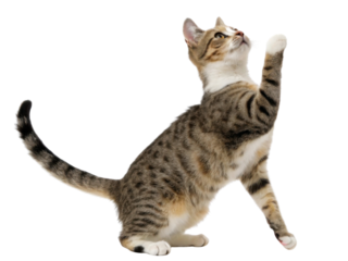 American wirehair cat playfully reaches up with its paw, showcasing its unique coat and lively personality in charming pose