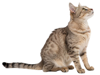 American wirehair cat sits gracefully, showcasing its unique coat and curious expression, embodying charm and elegance