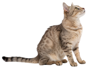 American wirehair cat sits gracefully, showcasing its unique coat and curious expression, embodying charm and elegance