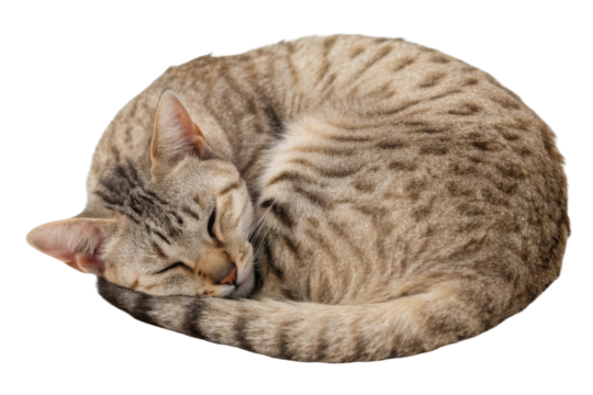 Curled American Wirehair cat peacefully sleeps in cozy position, showcasing its unique fur pattern and relaxed demeanor