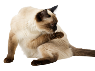 Graceful balinese javanese cat grooming itself showcases its elegant fur and playful demeanor in serene moment of self care