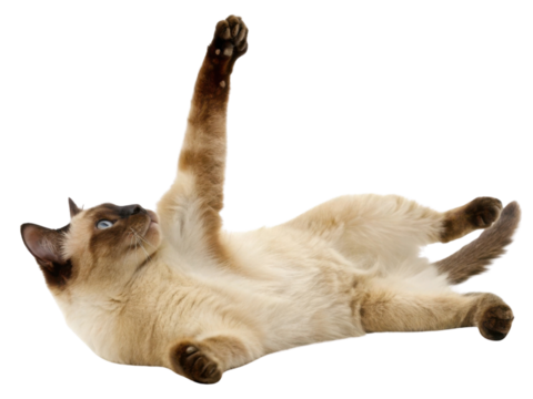 Playful balinese javanese cat stretches its paw in charming pose, showcasing its elegant fur and striking blue eyes