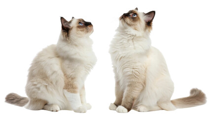 Elegant birman cats sit gracefully, gazing upwards with curiosity and charm, showcasing their beautiful fur and striking blue eyes