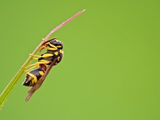 Macro photography: A parasitoid wasp, Ichneumonidae, perched on a green leaf. The clean green background is ideal for nature, biology, or natural pest control content.