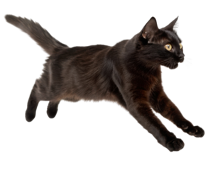 Playful black cat leaps gracefully through air showcasing its agility and energy. This lively feline embodies spirit of adventure and curiosity
