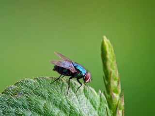 Micro World: Portrait of a Green Bottle Fly (Calliphora vomitoria) in the Morning