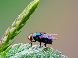 Close-up of Metallic Green Fly (Lucilia sericata) on Hairy Leaf