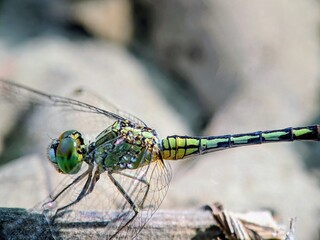 Macro Portrait of a Green Dragonfly (Orthetrum sabina) in the Wild