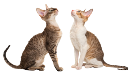 Cornish Rex cats are known for their unique appearance and playful nature, making them delightful companions